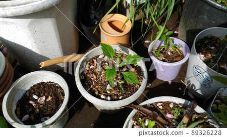 Replanting hydrangea that was cut and rooted last year Replanting hydrangea that was cut and rooted last year 89326228