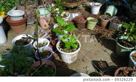Replanting hydrangea that was cut and rooted last year 89326229