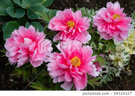 Peony in full bloom with a large bright pink flower Peony in full bloom with a large bright pink flower 89326327