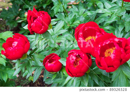 Peony in full bloom in bright red Peony in full bloom in bright red 89326328
