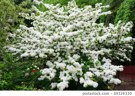 Odemari in full bloom with pure white flowers following the spring flowers 89326330