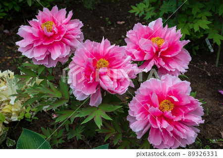 Peony in full bloom with a large bright pink flower Peony in full bloom with a large bright pink flower 89326331
