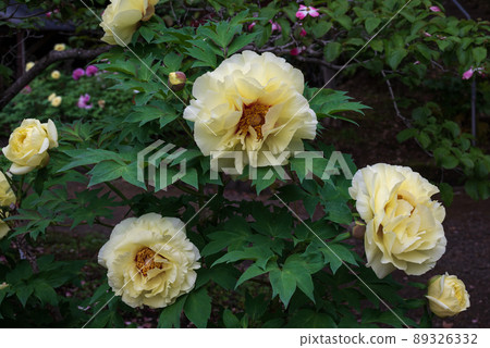 Peony in full bloom that opens yellow flowers 89326332
