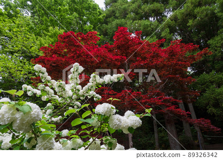 Red and white contrast between bright red maple and Odemari even though it is spring 89326342