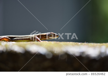 Spring Japanese Kana Snake (Japanese Gold Snake) Spring Japanese Kana Snake (Japanese Gold Snake) 89326462
