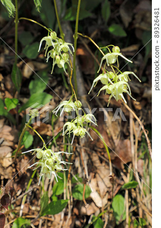 Epimedium koreanum blooms in Tadami Town, Fukushima Prefecture 89326481