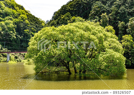 慕柔壩湖沈水林 慕柔壩湖沈水林 89326507