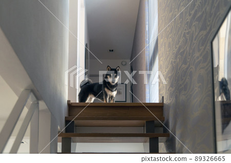 黑芝從樓梯上盯著我們 89326665