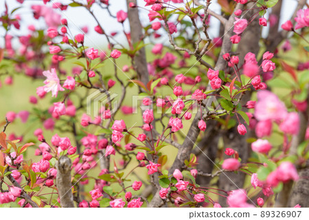 已經開始開花的海棠花 已經開始開花的海棠花 89326907