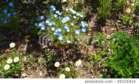 Nemofuira's cute sky blue flowers Nemofuira's cute sky blue flowers 89326924
