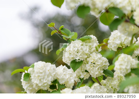 White albopictus flower White albopictus flower 89327050