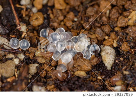 蛞蝓卵和新生蛞蝓 蛞蝓卵和新生蛞蝓 89327059