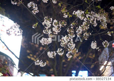 燈光,霓虹,櫻花,樹枝,ups,市區 燈光,霓虹,櫻花,樹枝,ups,市區 89327134