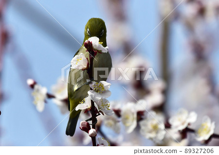 盛開的白眼烏鴉（春天圖像） 89327206