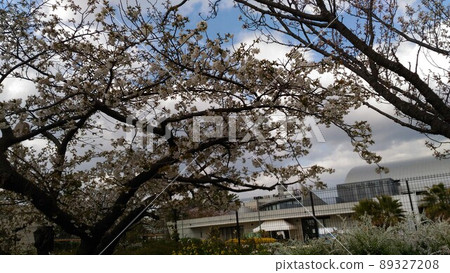 White flowers of Oshima cherry blossoms in full bloom 89327208