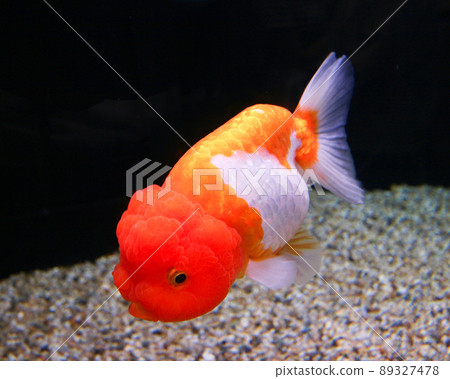 來自大田原市中川水上樂園的金魚 Ranchu 89327478