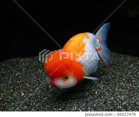 Ranchu, a goldfish from Nakagawa Aquatic Park in Otawara City 89327479