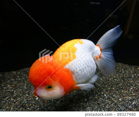 Ranchu, a goldfish from Nakagawa Aquatic Park in Otawara City Ranchu, a goldfish from Nakagawa Aquatic Park in Otawara City 89327480