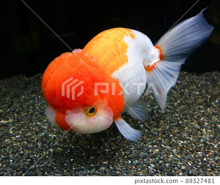 Ranchu, a goldfish from Nakagawa Aquatic Park in Otawara City 89327481