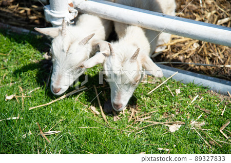 Goat ranch Goat ranch 89327833