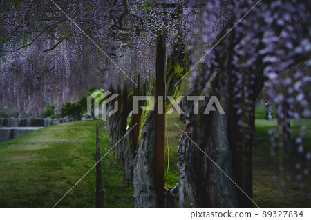 Wisteria 89327834
