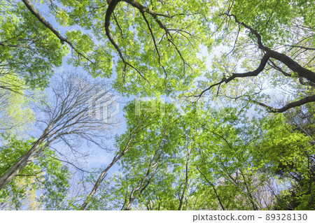 仰望新綠狹山丘林的風景 89328130