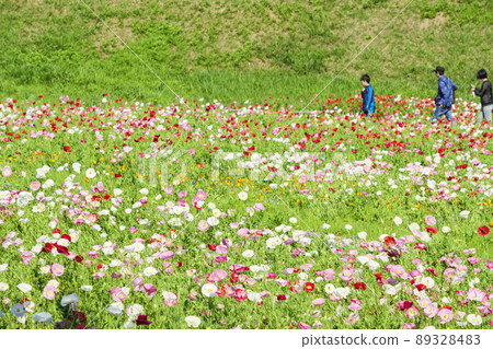 Poppy in Kurihama Flower Park, Yokosuka City, Kanagawa Prefecture Poppy in Kurihama Flower Park, Yokosuka City, Kanagawa Prefecture 89328483