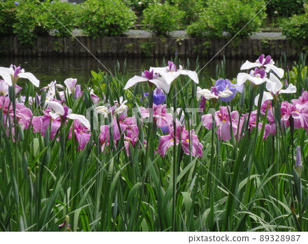 Hana shawab 89328987