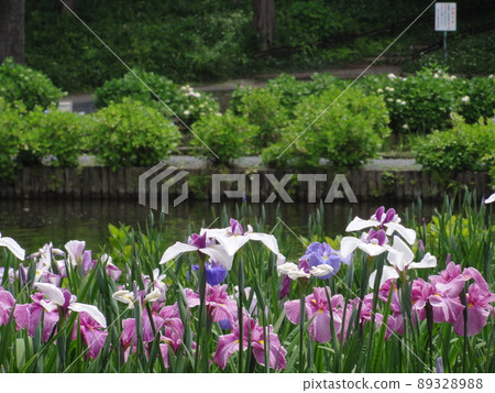 Hana shawab 89328988