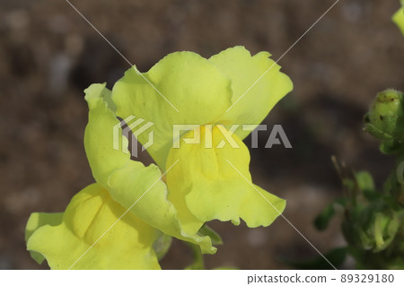 Yellow snapdragon flowers blooming in the Japanese garden in spring Yellow snapdragon flowers blooming in the Japanese garden in spring 89329180