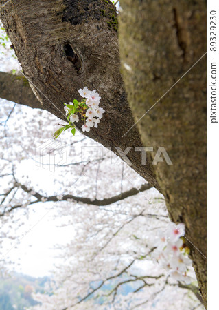A row of cherry blossom trees on the Hikiuchi River bank Spring Kakunodate 89329230