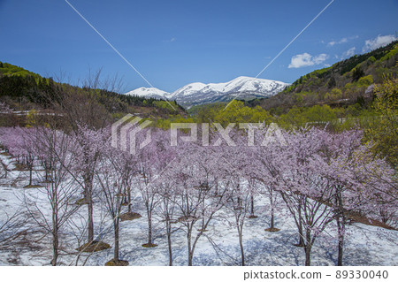 有櫻花和殘雪的月山 有櫻花和殘雪的月山 89330040