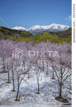 有櫻花和殘雪的月山 有櫻花和殘雪的月山 89330042