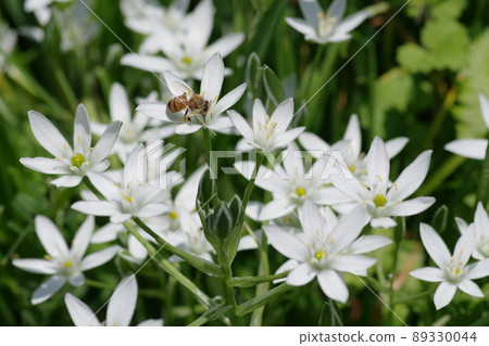 Amana and honeybees 89330044
