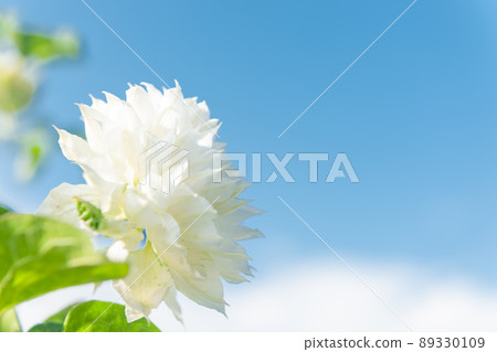 Clematis Clematis 89330109