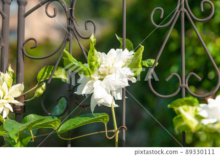 Clematis Clematis 89330111