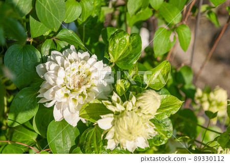 Clematis Clematis 89330112