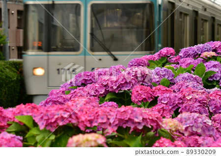 Inokashira Line Hamadayama Hydrangea Inokashira Line Hamadayama Hydrangea 89330209