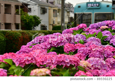Inokashira Line Hamadayama Hydrangea Inokashira Line Hamadayama Hydrangea 89330225