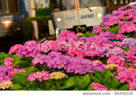 Inokashira Line Hamadayama Hydrangea 89330226