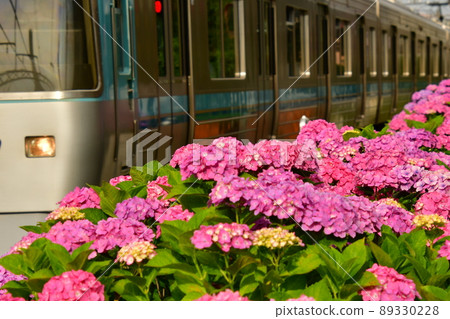 Inokashira Line Hamadayama Hydrangea 89330228