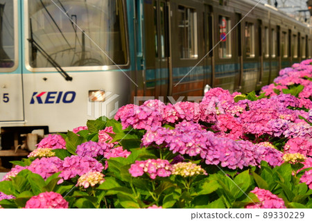 井之頭線濱田山繡球 井之頭線濱田山繡球 89330229