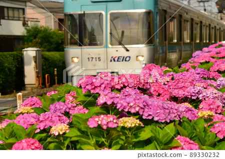 井之頭線濱田山繡球 89330232