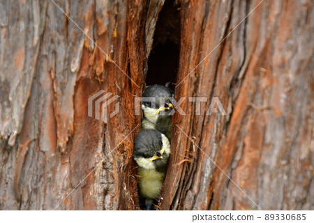 Great tit, let's get out of the nest Great tit, let's get out of the nest 89330685