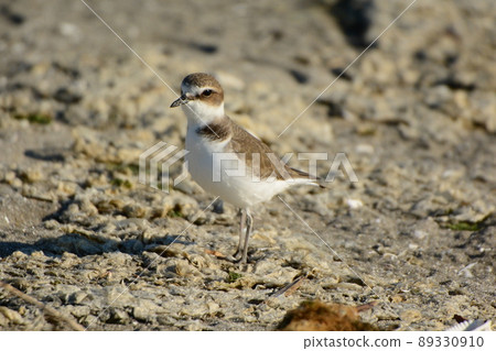 Kentish plover on the beach Kentish plover on the beach 89330910