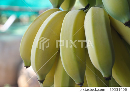 Close up cultivated bananas on blur bokeh background. 89331406