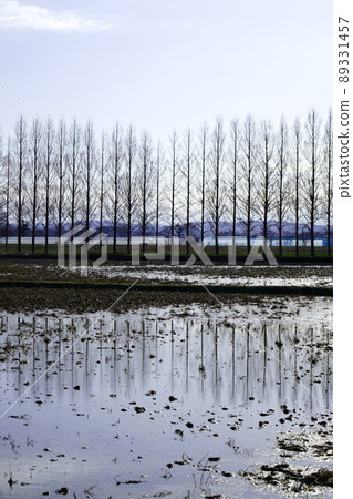 A row of Metasequoia trees in Kahokugata, Ishikawa Prefecture A row of Metasequoia trees in Kahokugata, Ishikawa Prefecture 89331457