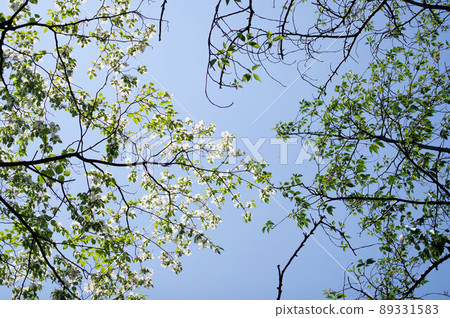 Dogwood Dogwood 89331583