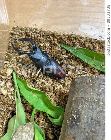 Stag beetle (male) in a breeding case Stag beetle (male) in a breeding case 89331738