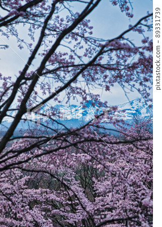 Miyama Pass Sakura Miyama Pass Sakura 89331739